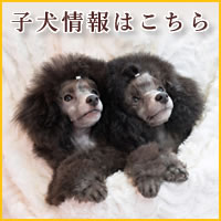 シルバートイプードル 子犬販売 横浜 ベイフラワー犬舎